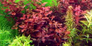Людвігія Супер Ред / Ludwigia Palustris Super Red