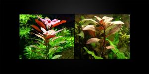 Людвігія Перуанська (Гландулоса) / Ludwigia Peruviana (Glandulosa)