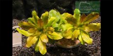 Ludwigia Pilosa / Ludwigia Sphaerocarpa
