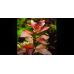 Людвігія Повзуча Рубін / Ludwigia Repens Rubin