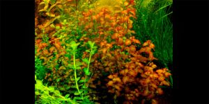 Людвігія Сенегальська / Ludwigia Senegalensis