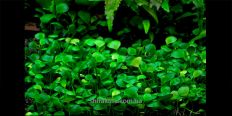 Марсилия Минута / Marsilea Minuta