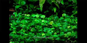 Марсилія Хвилина / Marsilea Minuta