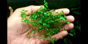 Марсилія чотирилиста / Marsilea Quadrifolia