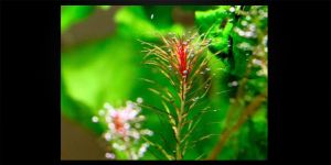 Майяка Сантарем Ред / Mayaca sp. Santarem Red