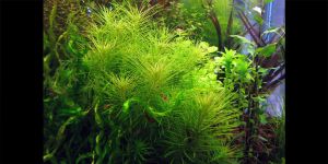 Майяка Сау Паул / Mayaca sp. Sao Paulo