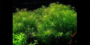 Майяка Селловініана / Mayaca Sellowiniana