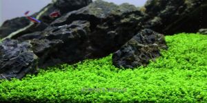 Мікрантемум Монте Карло/Micranthemum sp. Monte Carlo