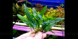 Папороть Microsorum sp. From India