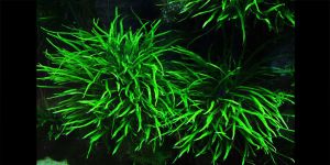 Папороть Вузколиста Тайланд / Microsorum sp. Narrow Thailand