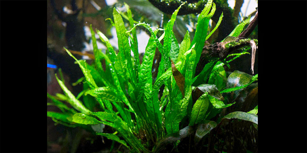 Папороть Microsorum Pteropus Папороть Microsorum Pteropus