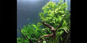 Папороть Microsorum Pteropus Narrow K