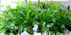 Папороть Microsorum Pteropus Narrow Папороть Microsorum Pteropus Narrow
