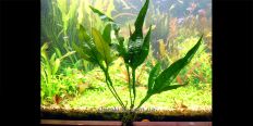 Папоротник Microsorum Pteropus Red