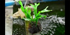 Папоротник Microsorum Pteropus Thor's Hammer