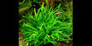 Папороть Microsorum Pteropus Trident