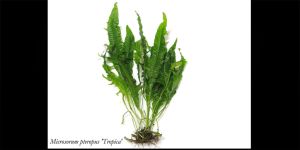 Папороть Microsorum Pteropus Tropica