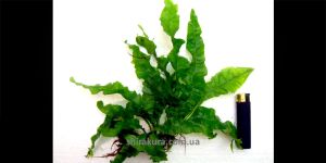 Папороть Microsorum Pteropus Undulata