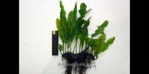 Папороть Microsorum Pteropus Wave Leaf