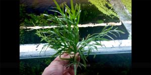 Папороть Microsorum sp. Lanjak Entimau