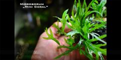 Папороть Microsorum sp. Mini Coral Папороть Microsorum sp. Mini Coral