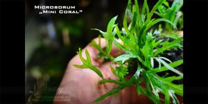 Папороть Microsorum sp. Mini Coral