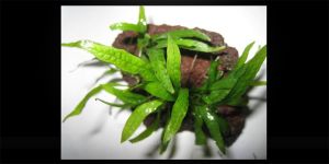 Папороть Microsorum sp. Small Leaf