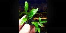 Папоротник Microsorum sp. spoon