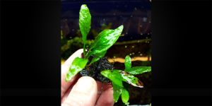 Папороть Microsorum sp. spoon