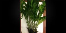 Папоротник Microsorum sp. Three Leaves