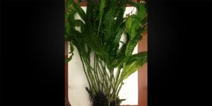 Папороть Microsorum sp. Three Leaves