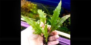Папороть Microsorum sp. Thunder Leaf