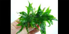 Папоротник Microsorum Minor