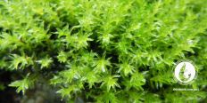 Мох Миллиметр / Barbula sp. millimeter moss