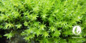 Мох Міліметр/Barbula sp. millimeter moss