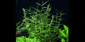 Мурданія Кейзак / Murdannia Keisak