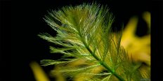Перистолист Бразильський / Myriophyllum Brasiliense