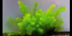 Перистолистник Гуаяна / Myriophyllum sp. Guyana