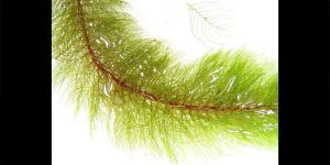 Перистолистник Червоностебельний / Myriophyllum Heterophyllum