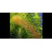 Перистолистник Червоностебельний / Myriophyllum Heterophyllum