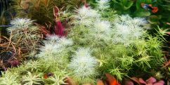 Перистолистник Білий Матогросський  / Myriophyllum mattogrossense Golden