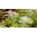 Перистолистник Білий Матогросський  / Myriophyllum mattogrossense Golden