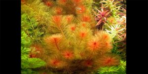 Перистолистник Клубеньковий / Myriophyllum Tuberculatum