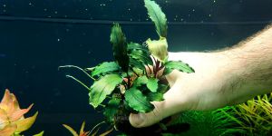 Буцефаландра Bucephalandra sp. Nanga Taman Black Ventii