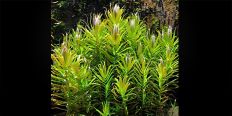 Незея Педицелата / Nesaea Pedicellata
