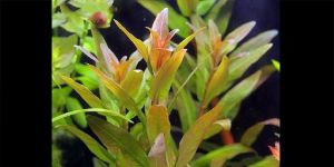 Незея Трифлора / Nesaea Triflora