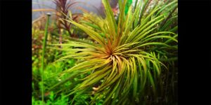 Погостемон Австралія / Pogostemon Australis