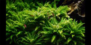 Погостемон Хелфера / Pogostemon Helferi