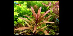 Погостемон Кімберлей / Pogostemon sp. Kimberley