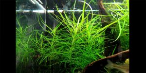 Погостемон Октопус / Pogostemon Octopus